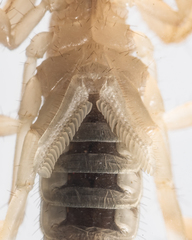 Paruroctonus luteolus