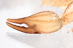 Paruroctonus luteolus