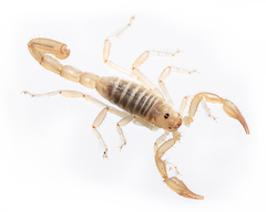 Paruroctonus luteolus