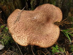 Tricholomopsis scabra