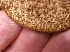 Tricholomopsis scabra