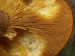 Tricholomopsis scabra