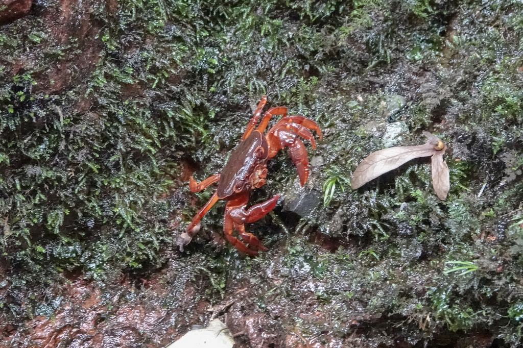 Sinopotamon chishuiense