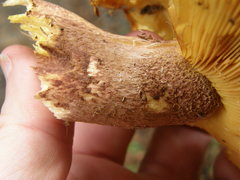 Tricholomopsis scabra