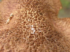 Tricholomopsis scabra