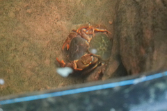 Sinopotamon chishuiense