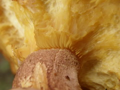 Tricholomopsis scabra