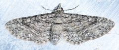 Eupithecia annulata