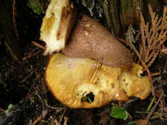 Tricholomopsis scabra