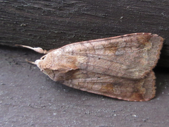 Diarsia canescens