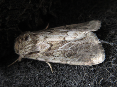Spodoptera depravata