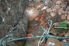 Sinopotamon chishuiense