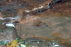 Sinopotamon chishuiense