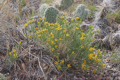 Chrysothamnus greenei