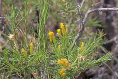 Chrysothamnus greenei