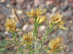 Chrysothamnus greenei