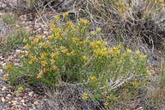 Chrysothamnus greenei