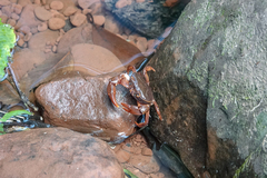 Sinopotamon chishuiense