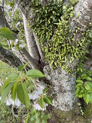 Pyrrosia eleagnifolia