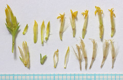 Chrysothamnus greenei