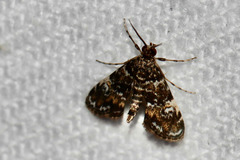 Elophila obliteralis