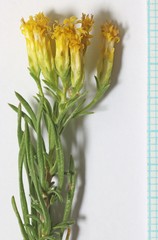 Chrysothamnus greenei