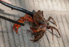 Sinopotamon chishuiense