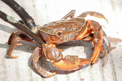 Sinopotamon chishuiense