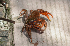 Sinopotamon chishuiense