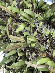 Pyrrosia eleagnifolia