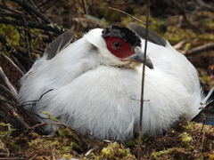 Crossoptilon crossoptilon