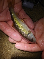 Nocomis leptocephalus