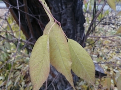 Prunus maackii