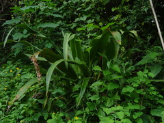 Furcraea guerrerensis