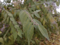 Ulmus pumila