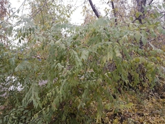 Ulmus pumila