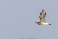 Numenius phaeopus phaeopus
