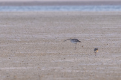 Numenius arquata orientalis