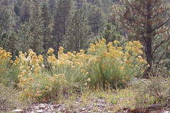 Ericameria nauseosa hololeuca