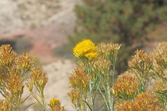 Ericameria nauseosa hololeuca