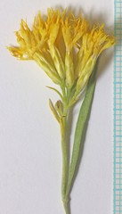 Ericameria nauseosa hololeuca