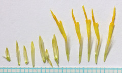 Ericameria nauseosa hololeuca