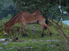 Equus asinus × caballus