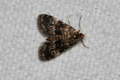 Elophila obliteralis