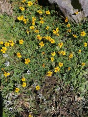 Bidens anthemoides