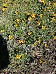 Bidens anthemoides