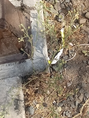 Erigeron bonariensis