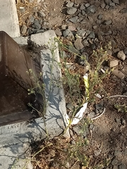 Erigeron bonariensis