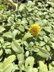 Lipochaeta integrifolia