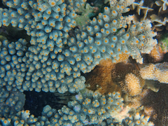 Acropora sarmentosa